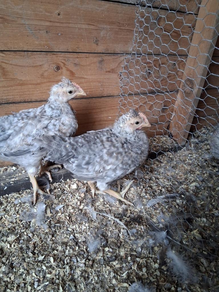 2 cream legbar kuikens, Mâle, Poule ou poulet