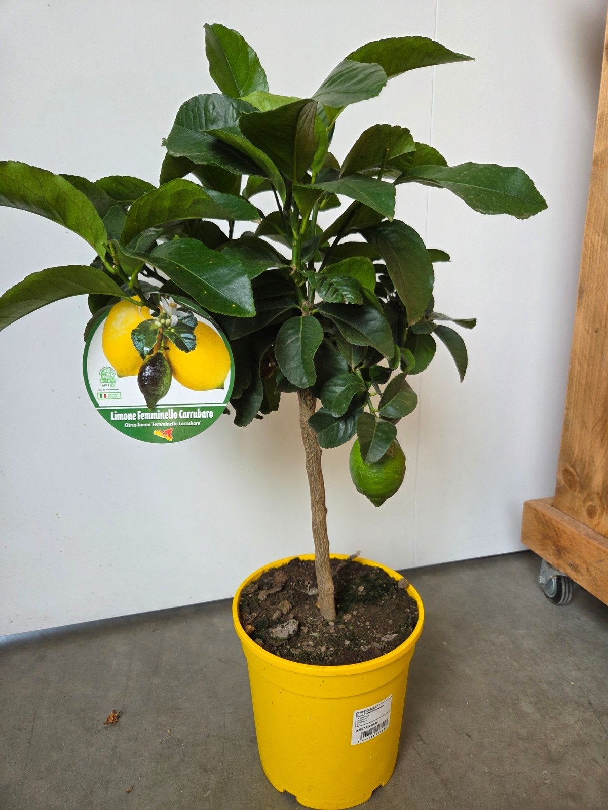 Citrus citroen - 4 seizoenen, Ophalen