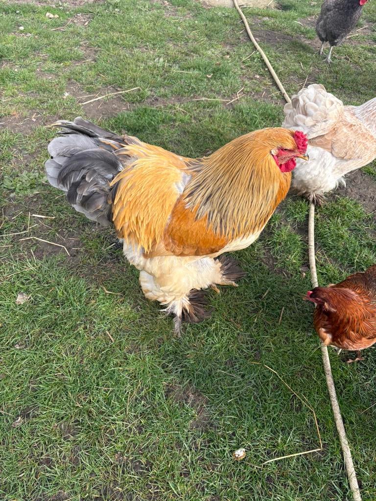 Brahma haan