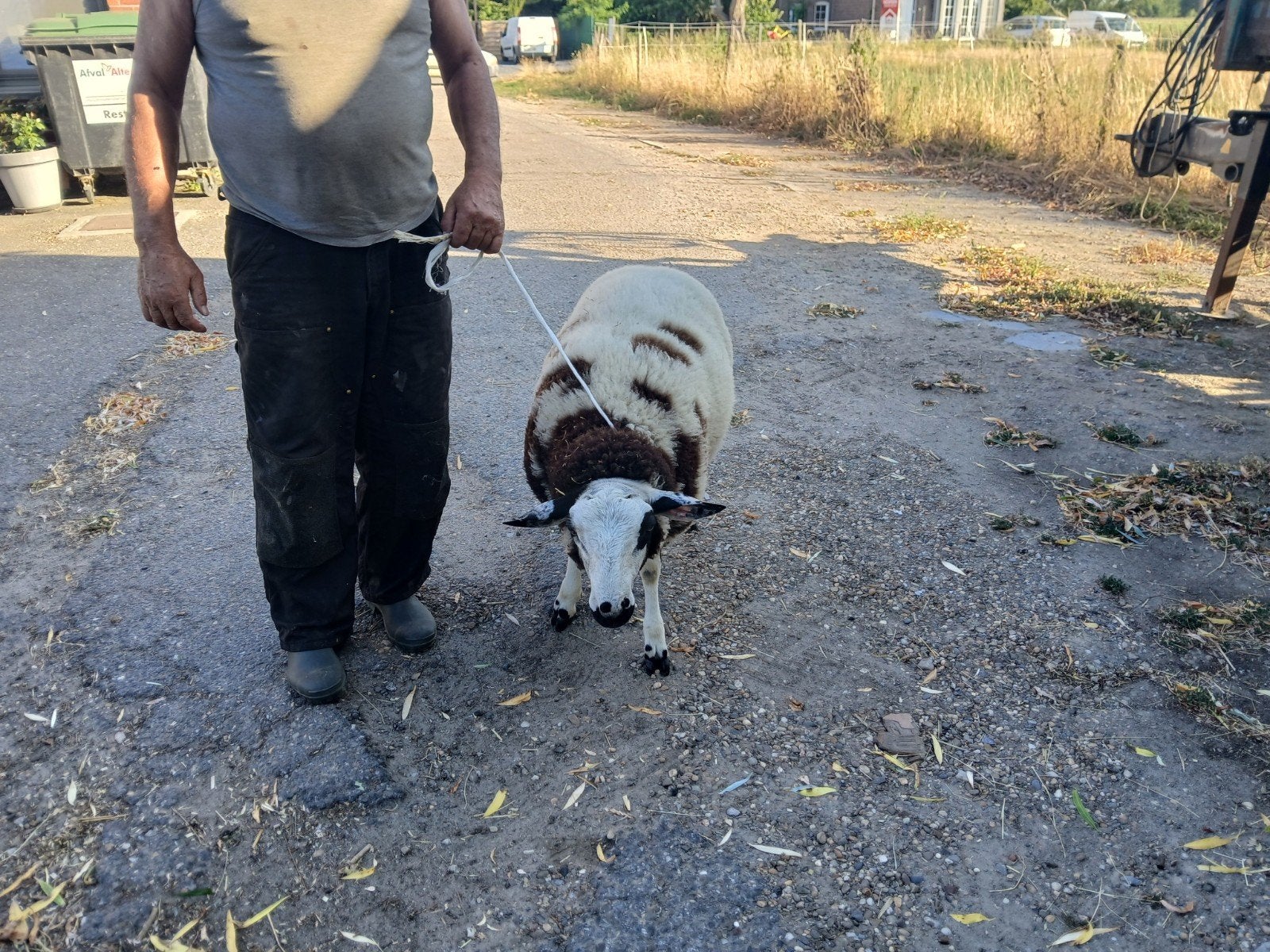 schapen