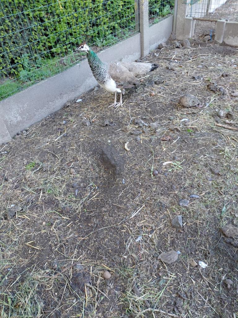 Pauw  hen