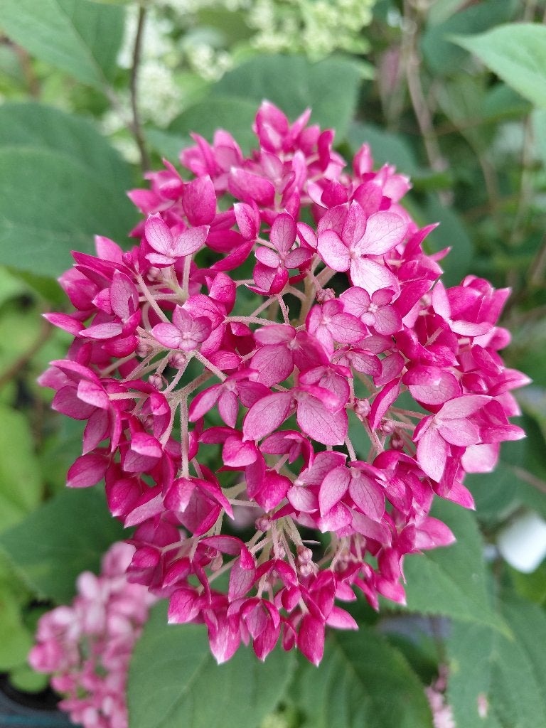 Hydrangea Ruby Annabelle in actie, Tuin en Terras, Ophalen, Halfschaduw