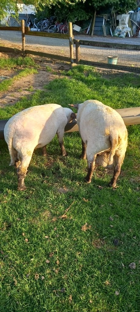 Te koop: 2 bokken, Mannelijk, Schaap, 0 tot 2 jaar