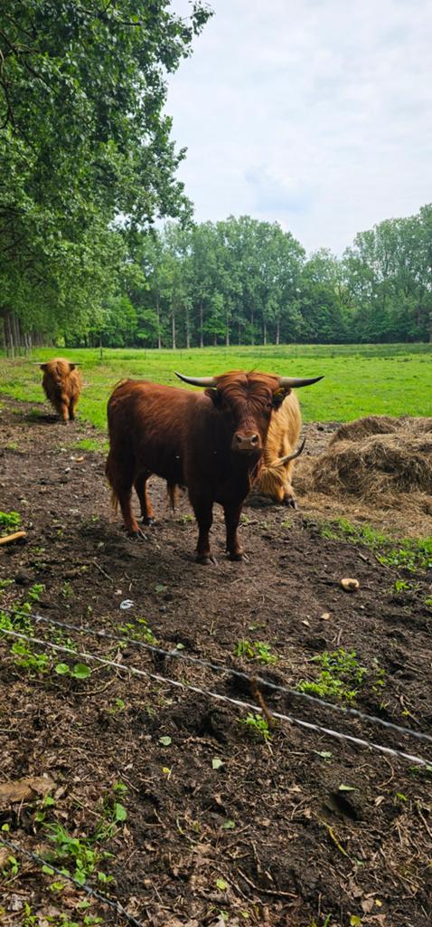 Mini dekstier., Juni, Mannelijk