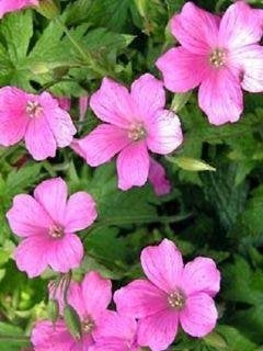 Lot de 10 gros géraniums vivaces, Jardin & Terrasse, Enlèvement, Plante fixe, Couvre-sol