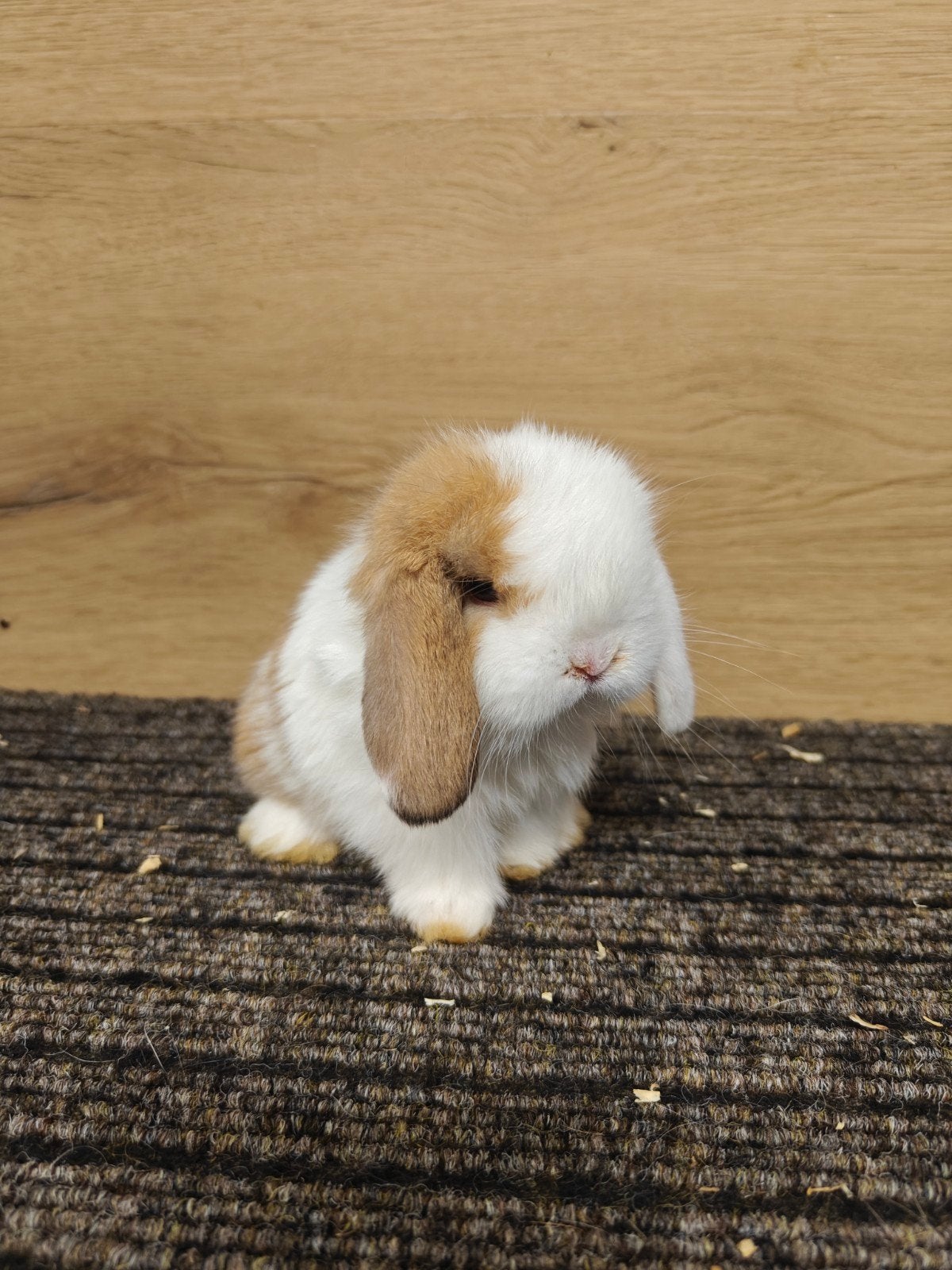 3 minilop rammetjes, Mâle, Nain, Oreilles tombantes, 0 à 2 ans