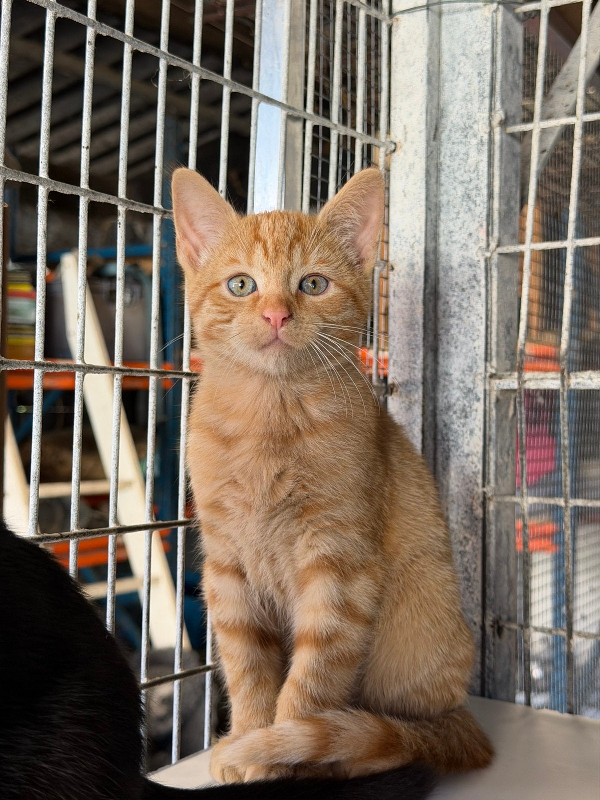 Europese korthaar kittens, Meerdere dieren, Gechipt, 0 tot 2 jaar