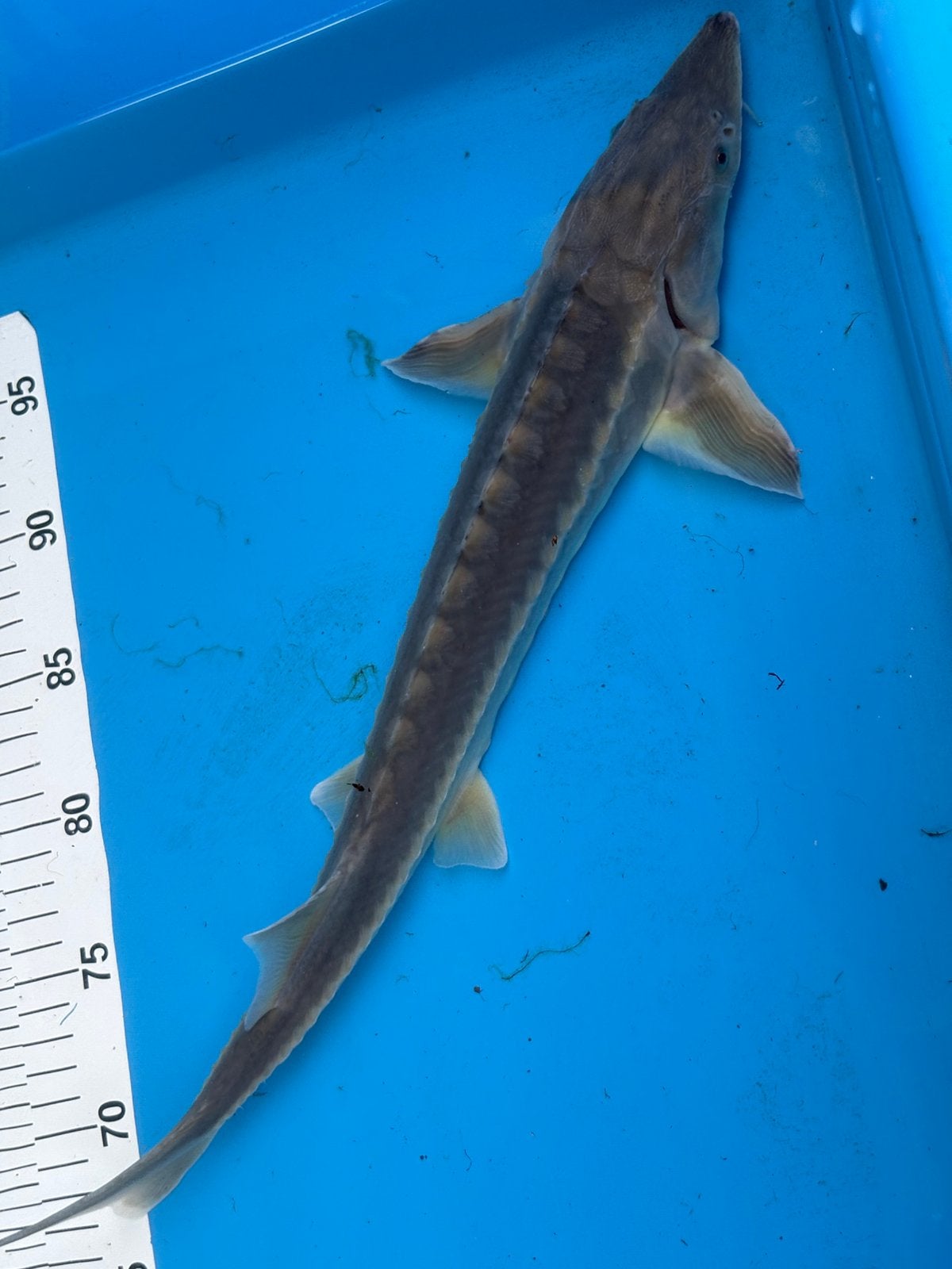 40 cm steur (25), Dieren en Toebehoren, Steur