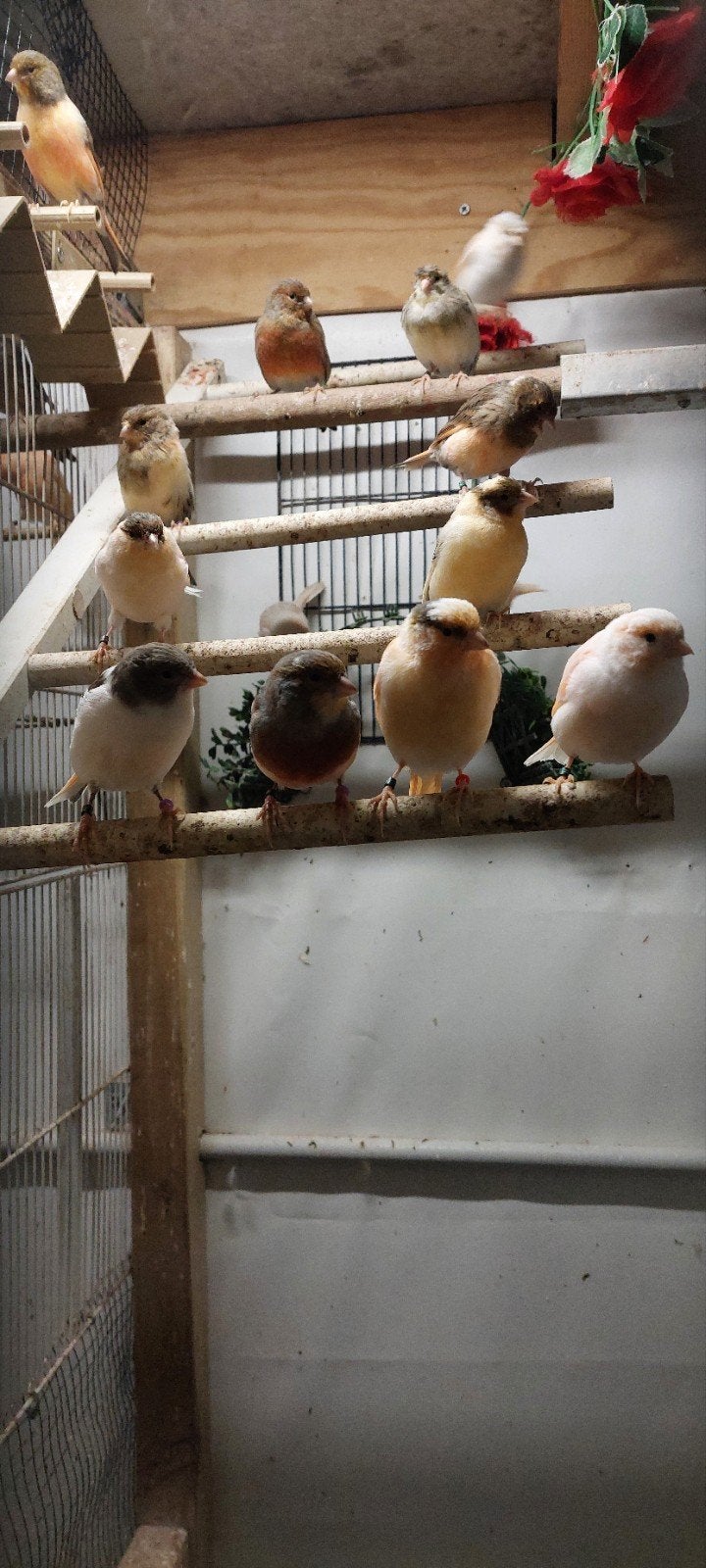 canaris à vendre, Animaux & Accessoires