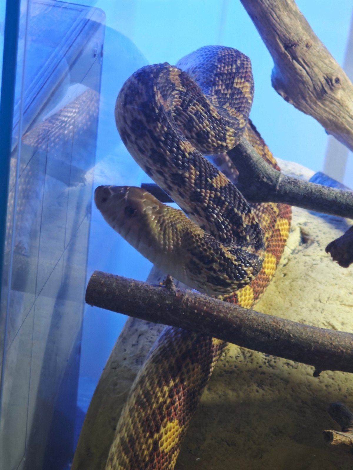 Pituophis catnifer sayi 1.0 Ball Python - male for sale from Chocolgoonies