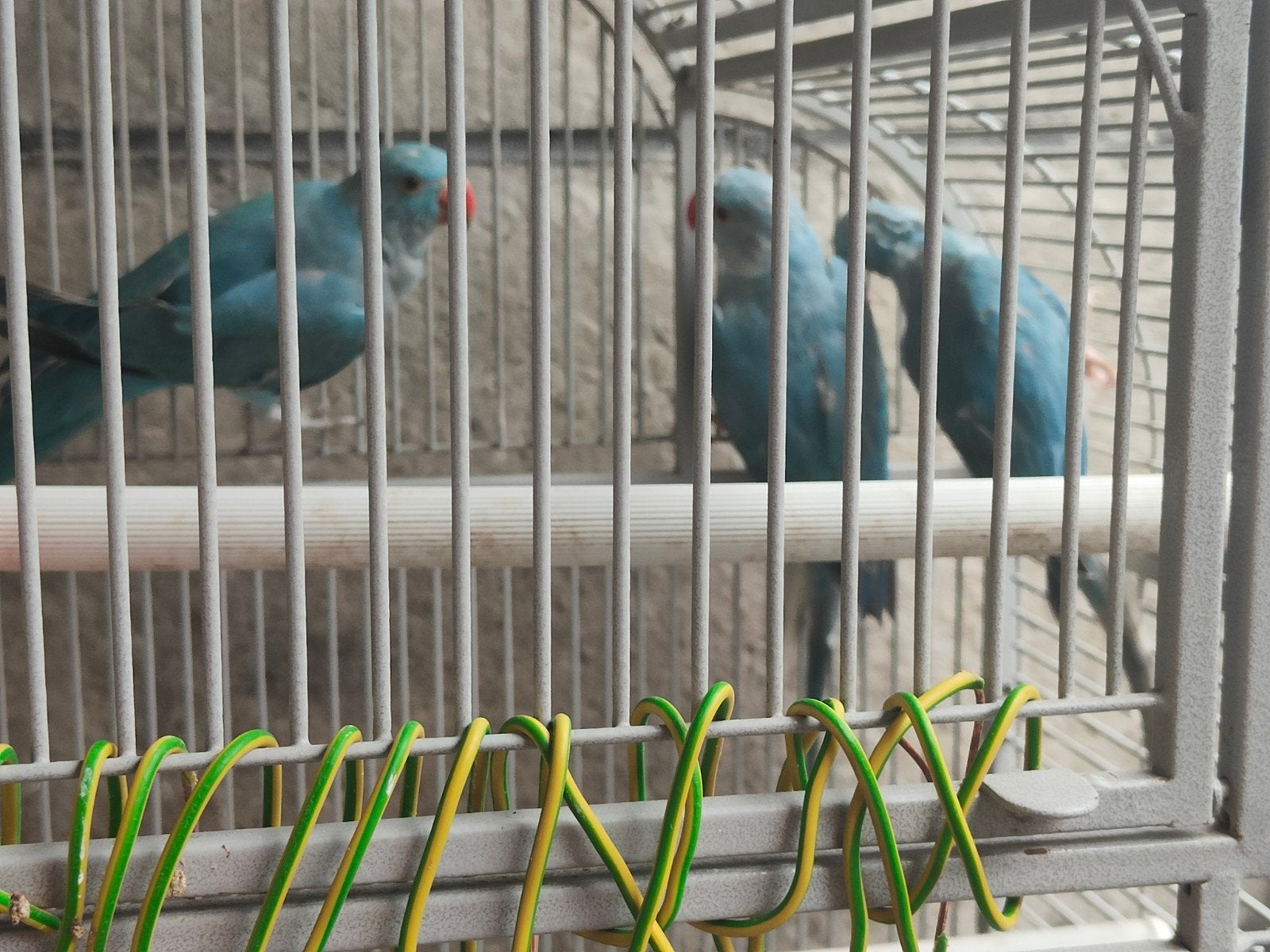 Halsbabparkieten, Dieren en Toebehoren, Vogels | Parkieten en Papegaaien, Parkiet, Geringd