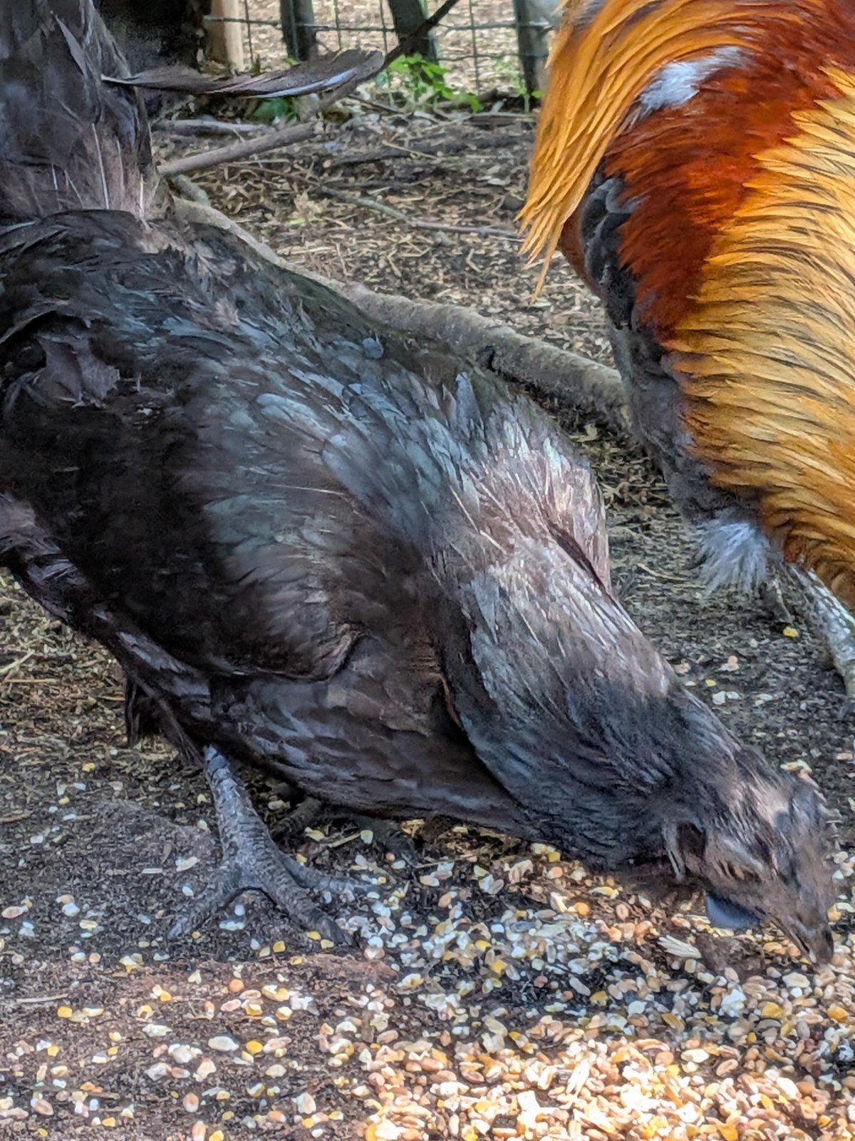 Ayam cemani hen, Dieren en Toebehoren, Pluimvee
