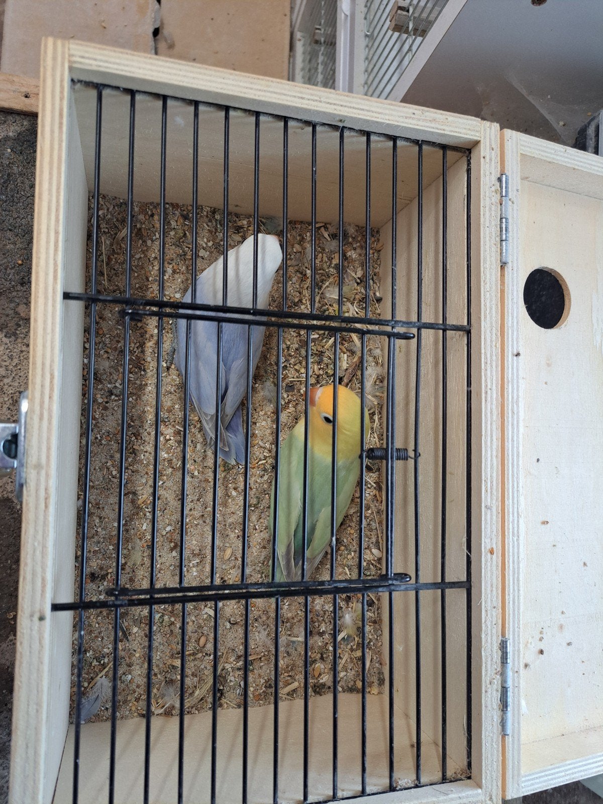Jonge fischeri opaline dulte met vaste ring aan, Dieren en Toebehoren, Vogels | Parkieten en Papegaaien