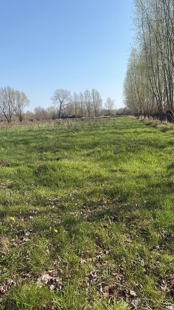 Gevraagd weide of land, Pâturage