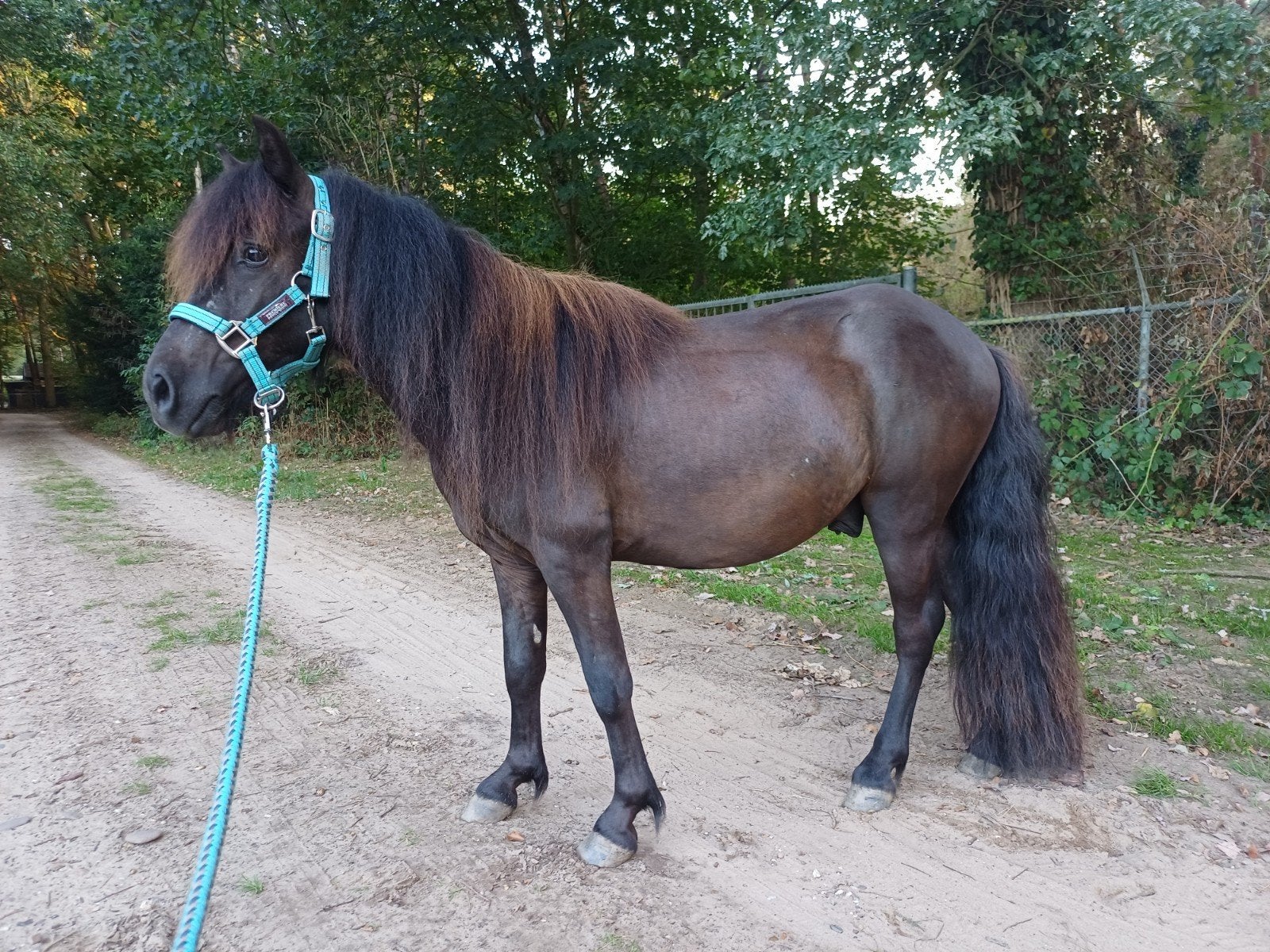 Grote maat shetlander Ruin! 1.05m en 2,5 jaar, Dieren en Toebehoren, Mei, Mannelijk