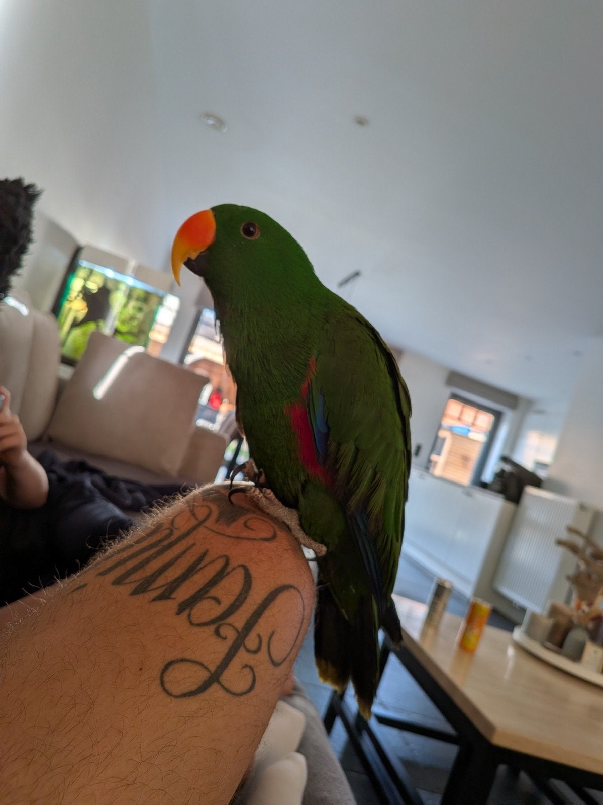 edelpapegaai, Animaux & Accessoires, Oiseaux | Perruches & Perroquets, Domestique
