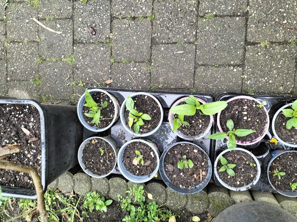Vergeten groenten moestuin yacon aardpeer crosne, Ophalen, Volle zon, Vijgenboom, Zomer