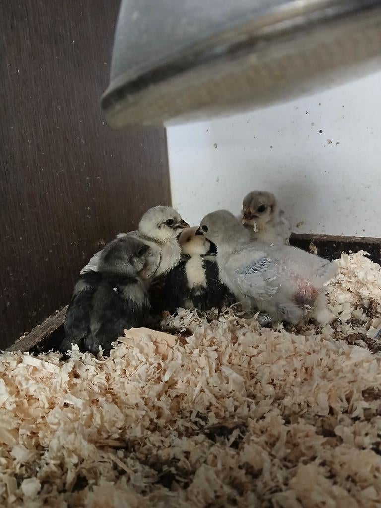 5 ukkelse baardkrieletjes van 2 weken oud