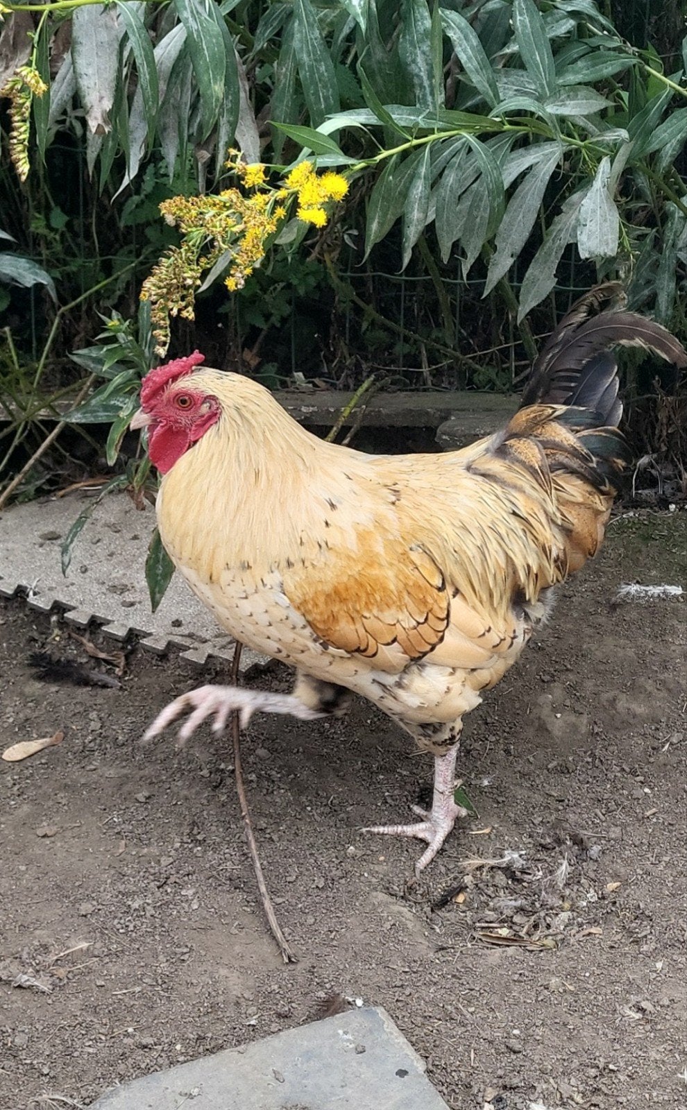 coq wyandotte, Animaux & Accessoires