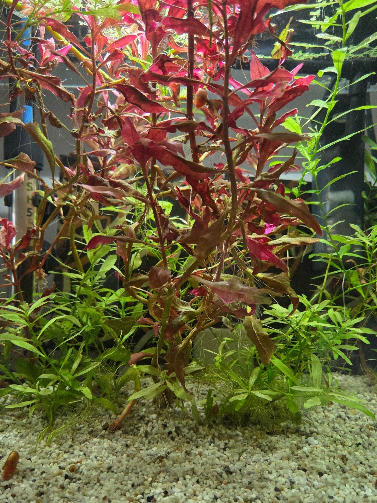 Zoetwater plantjes, Ophalen