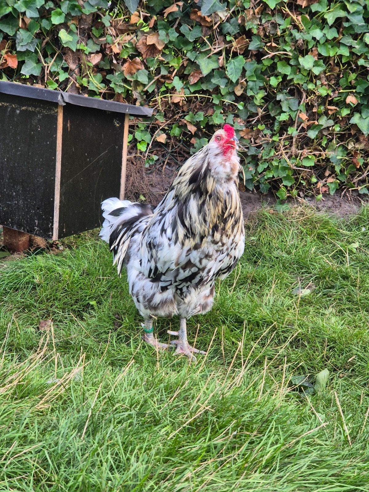 Mooie blauwlegger haanMooie, Mâle, Poule ou poulet