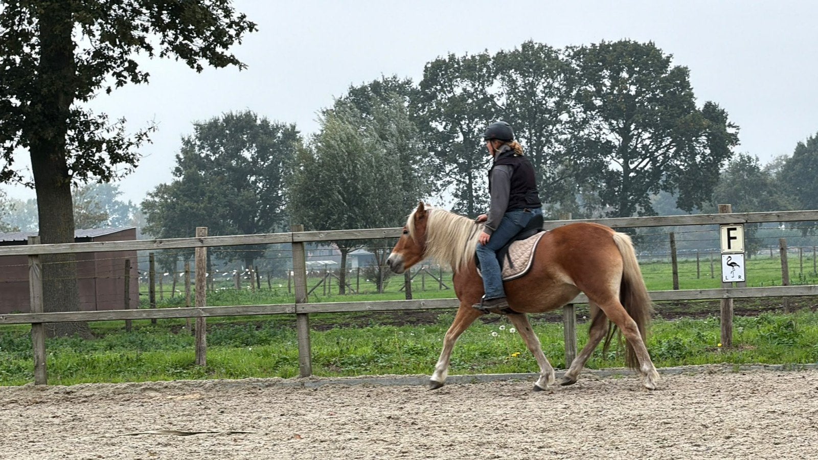 Jument Halfinger super bien élevée, Animaux & Accessoires, B, Avec pedigree, Moins de 160 cm, Cheval de récréation