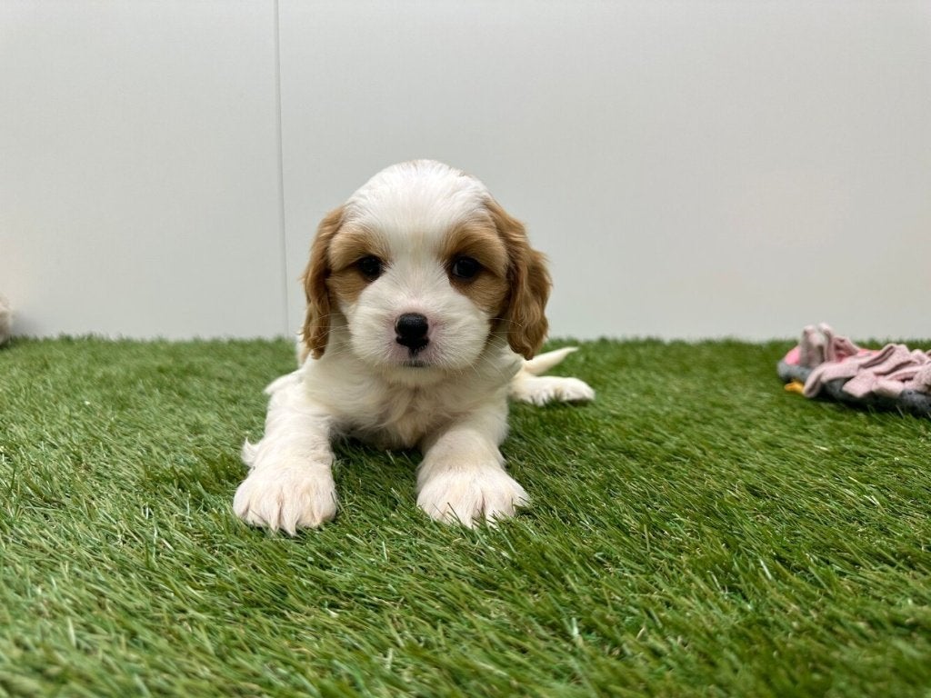 Nid pour chiots Cavapoo, Chienne, Belgique, Taille moyenne, Un chien