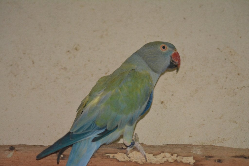Perruches à collier, bonnes poupées reproductrices, Femelle, Perruche, Bagué