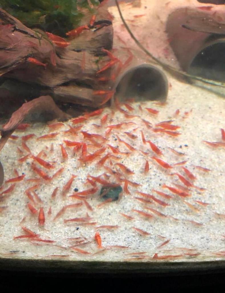 Vuurgarnaal - vuurgarnalen - sherry shrimp, Dieren en Toebehoren, Kreeft, Krab of Garnaal, Zoetwatervis, Schoolvis