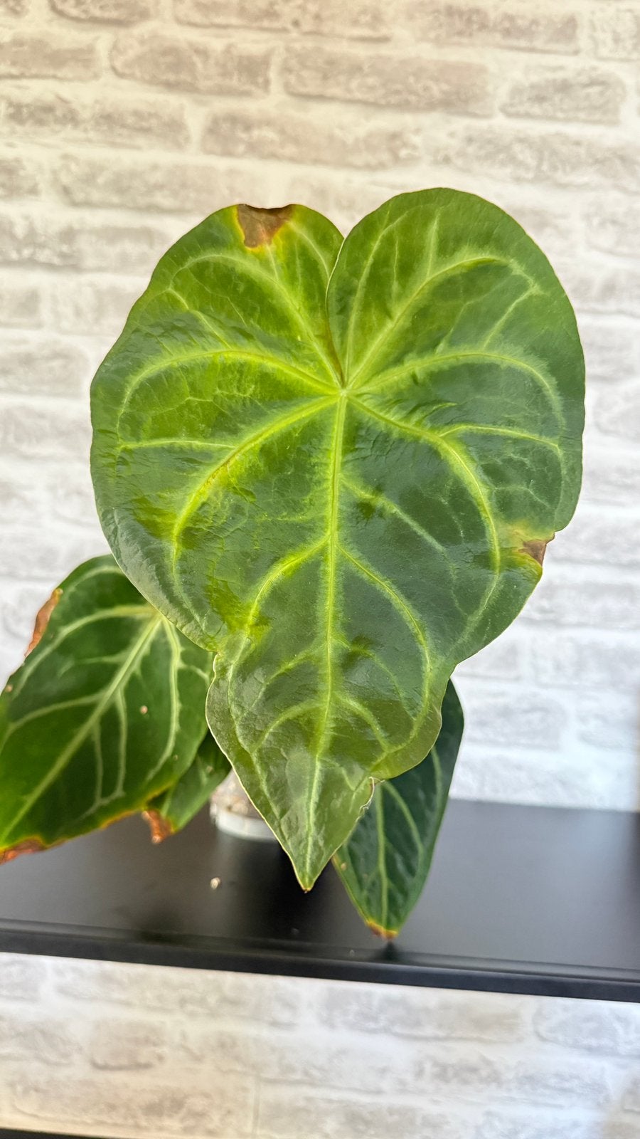 Anthurium Magnificum, Huis en Inrichting, Kamerplanten, Ophalen