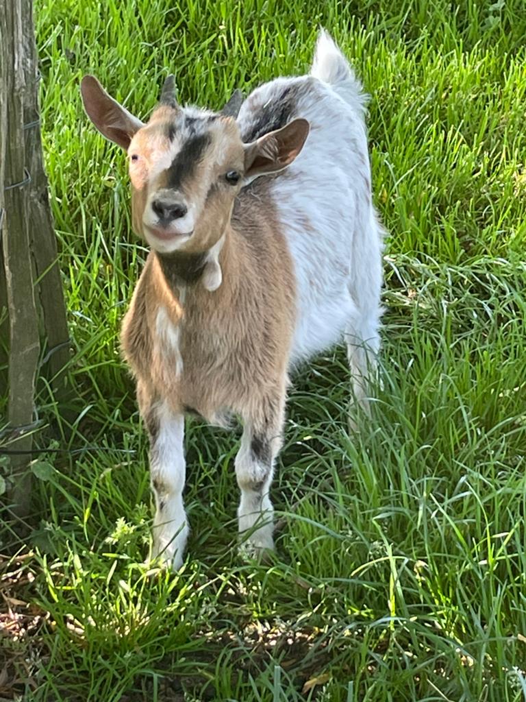 Mini dwerggeitje, Dieren en Toebehoren, Mannelijk, Geit