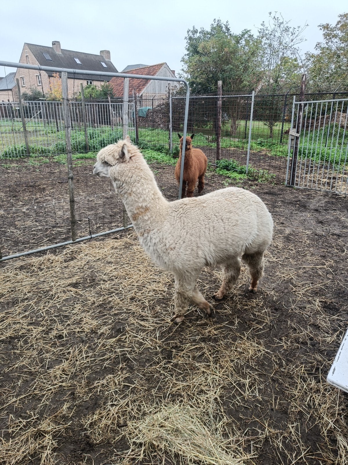 alpaca hengst te koop, September, Mannelijk