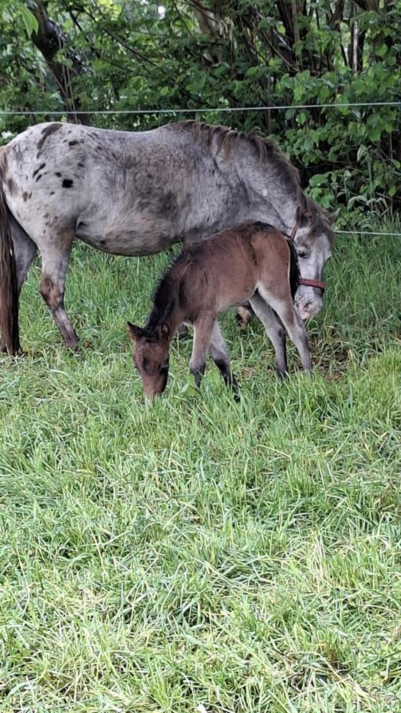 Appaloosa stermerrie met hengstveulen, 11 ans ou plus, Poney de récréation, Non dressé, Jument
