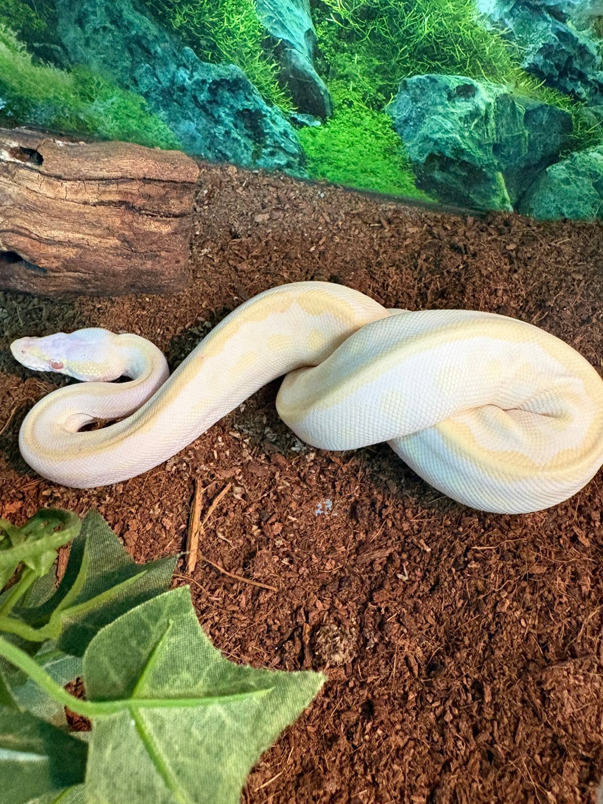King Python transforme le karma albinos, Animaux & Accessoires, Serpent