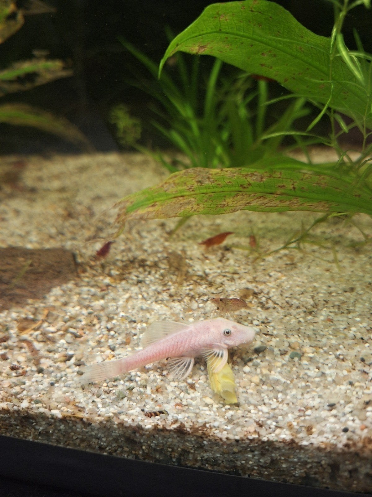 Snow White jongen, Dieren en Toebehoren, Vis, Zoetwatervis, Schoolvis
