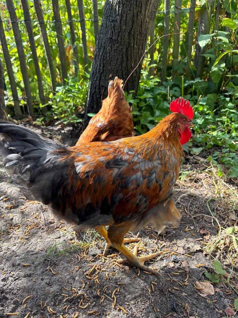 2 jeunes coqs cherchent une maison dorée, Mâle, Poule ou poulet