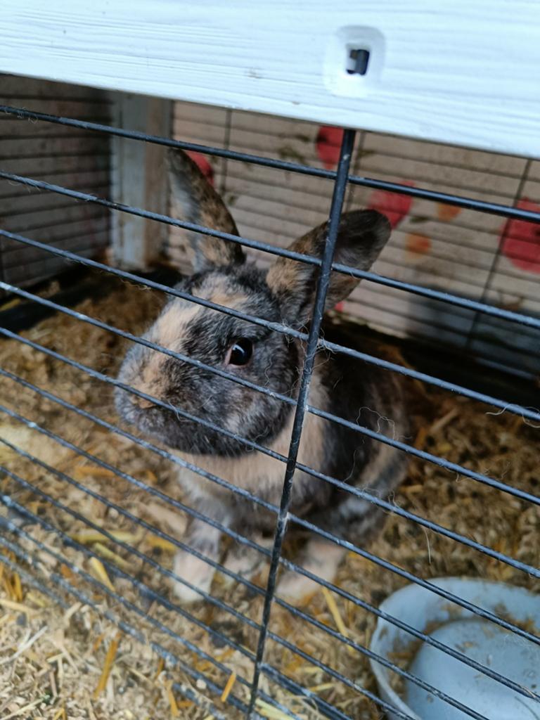 Dwergkonijn Ram +-5 maand, Dieren en Toebehoren, Konijnen