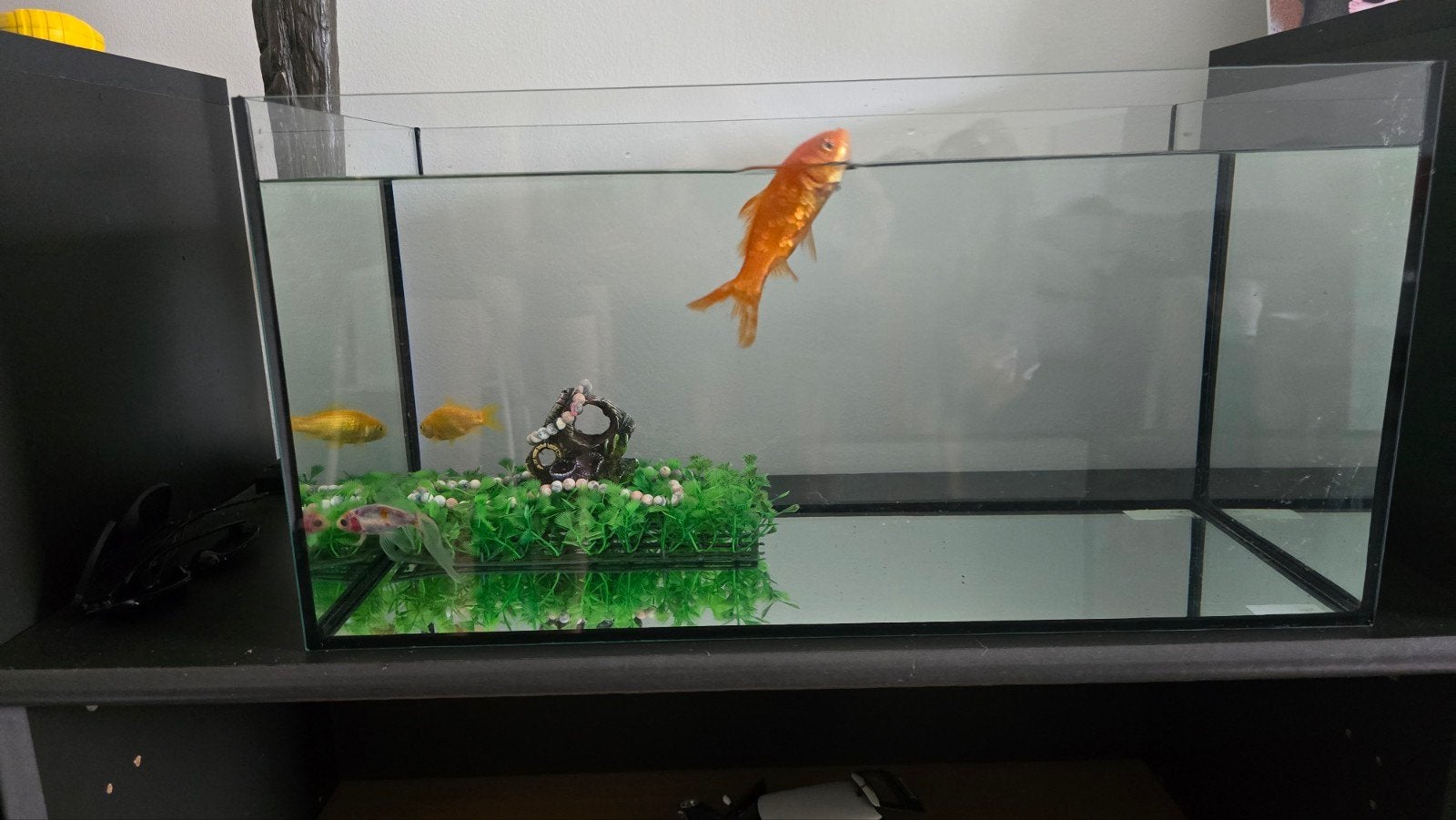 aquarium 30*60 cm, Dieren en Toebehoren, Ophalen, Zo goed als nieuw