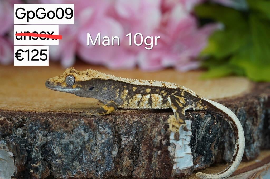 Verschillende wimpergekko's (man, vrouw, baby), Dieren en Toebehoren, Reptielen en Amfibieën, Hagedis, Tam, 0 tot 2 jaar