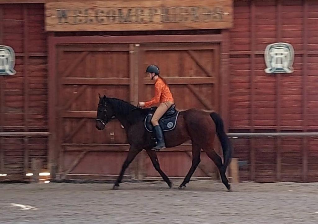 Halve Stal Regio Deinze Aangeboden - Leuke Volbloed, Dieren en Toebehoren, Paarden, Ruin
