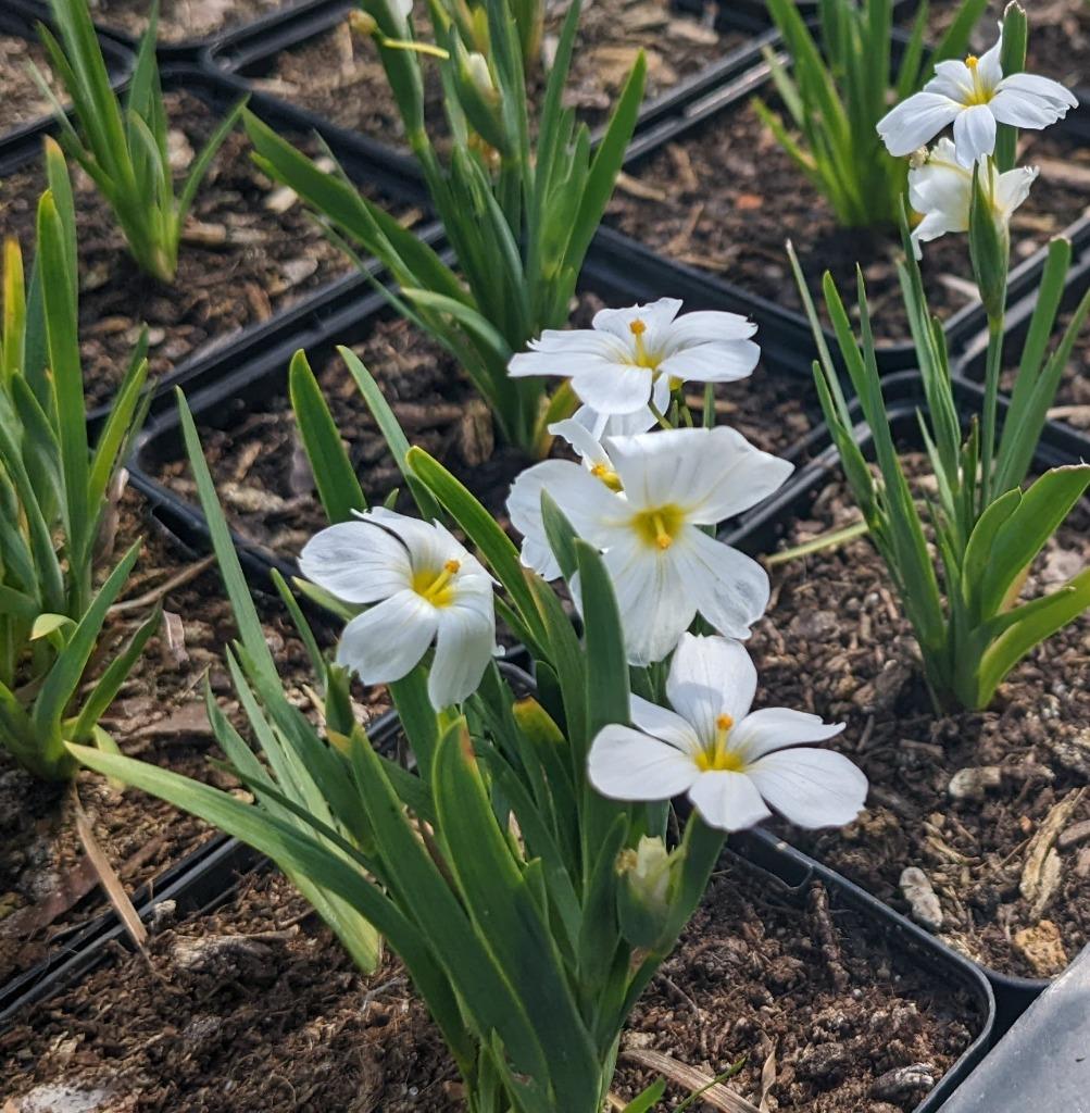 Vaste planten in P9 of P11 pot, Tuin en Terras, Ophalen of Verzenden, Vaste plant