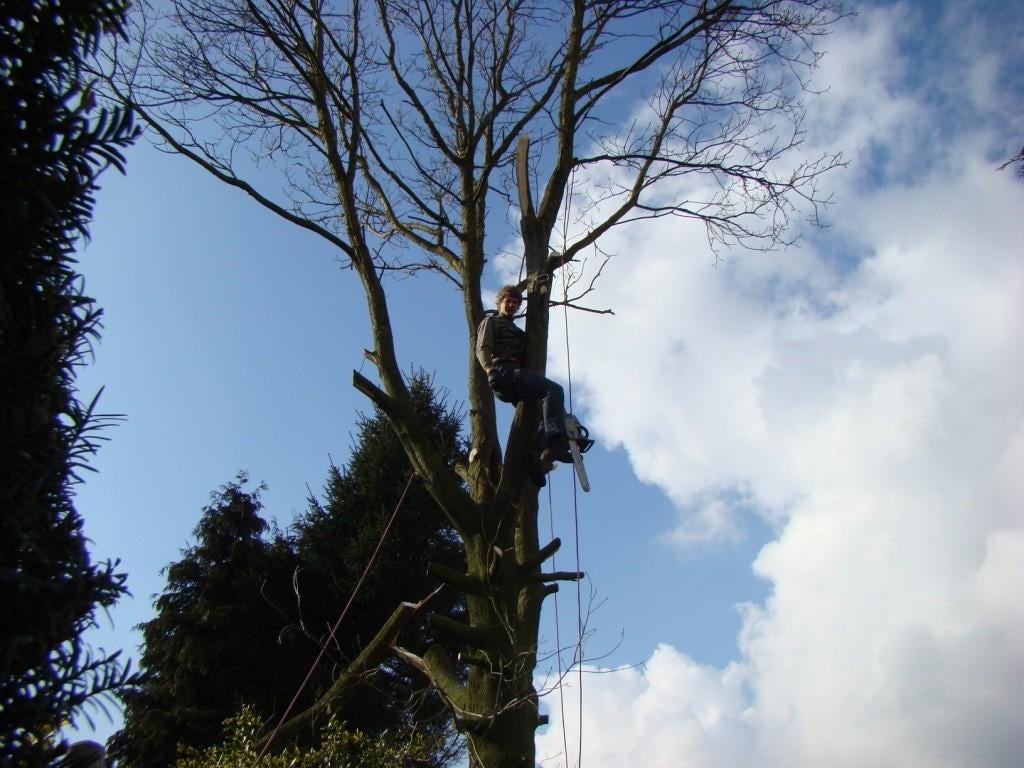 Wij doen gratis uw bomen om in ruil voor het hout, Ophalen of Verzenden, Kettingzaag