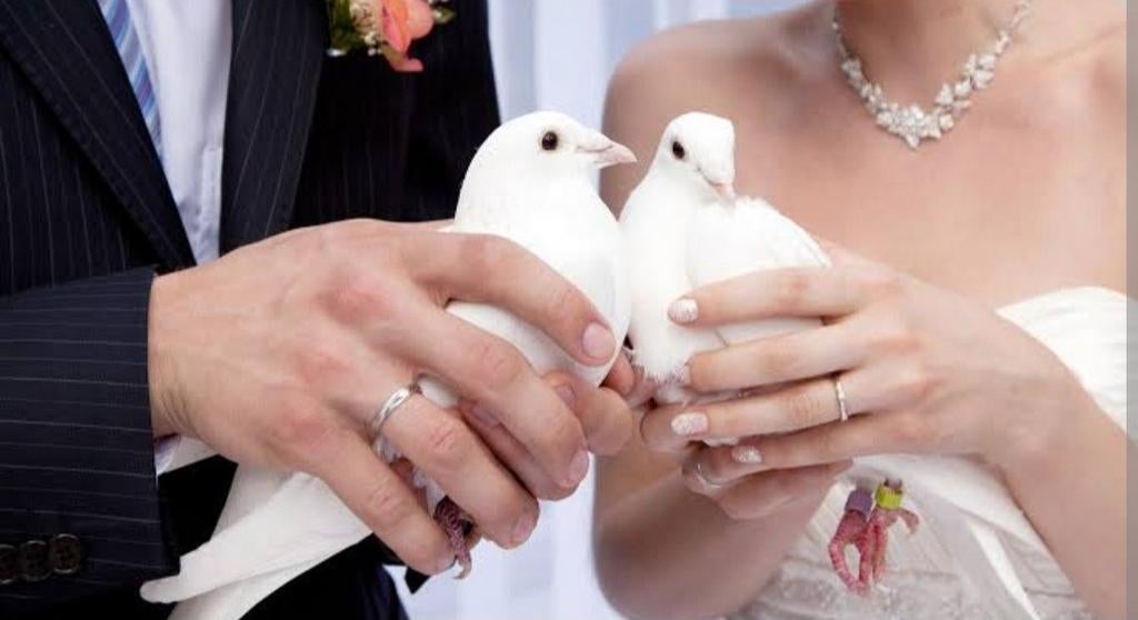 Witte duiven, Dieren en Toebehoren