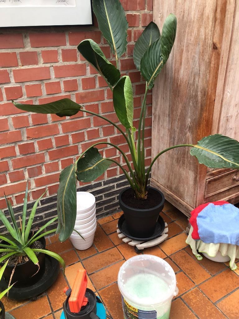 Strelitzia Nicolai, Enlèvement, En pot