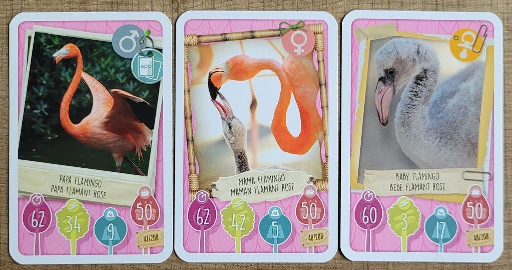 3 fotokaarten: familie flamingo's, 1980 tot heden, Ophalen of Verzenden, Zo goed als nieuw, Dier