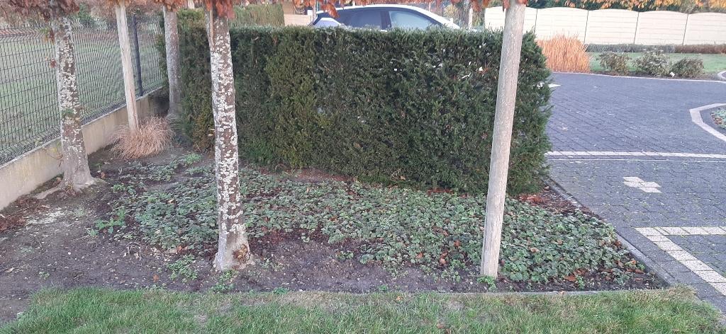 taxus haag 15 planten, Ophalen, Taxus, Haag