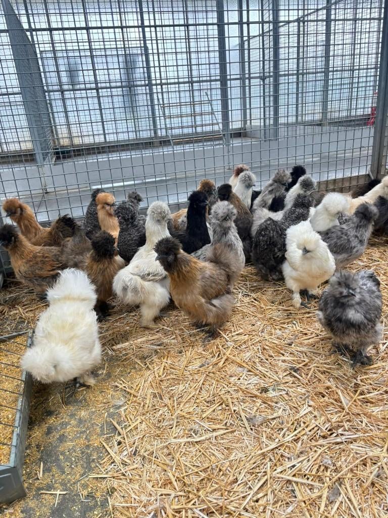 zijdehoen zijdehoentjes zijdehoenen kippen in vele kleuren, Plusieurs animaux, Poule ou poulet