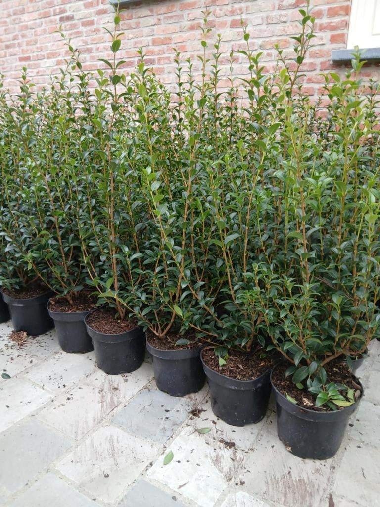 ‼️osmanthus Burkwoodii 40-60 cm aan promoprijzen‼️, Enlèvement, Taxus