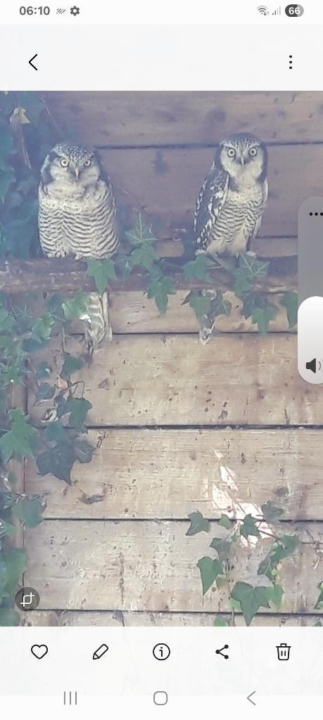 Surnia ulula, Dieren en Toebehoren, Mannelijk, Roofvogel, Geringd