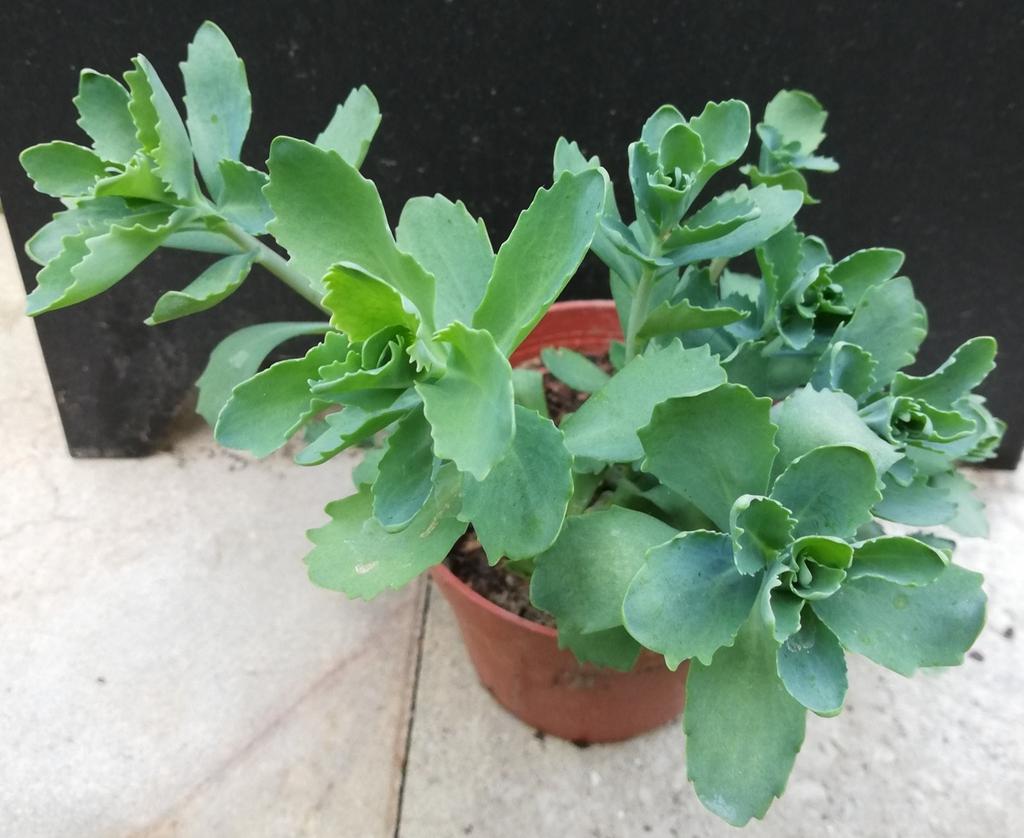 Echange ou vend sédum orpin spectabile rose, Jardin & Terrasse, Enlèvement, Été, Plante fixe, Plein soleil
